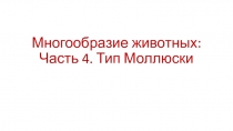 Многообразие животных: Часть 4. Т ип Моллюски