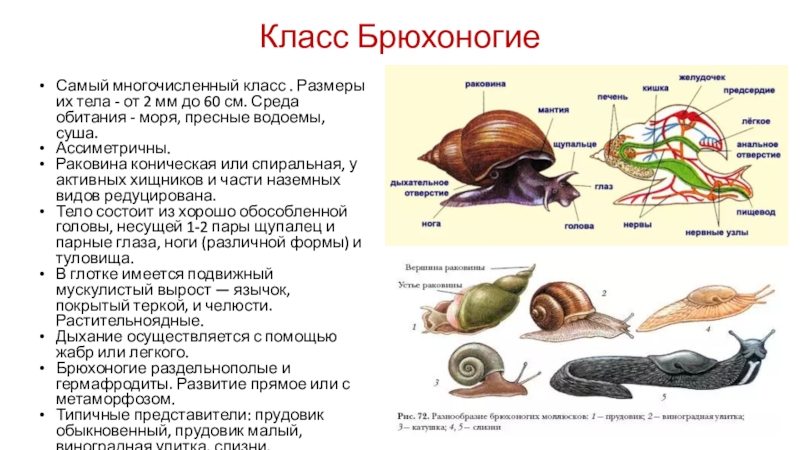 Тело моллюсков покрыто. Ассиметричное тело моллюсков. Моллюск катушка среда обитания. Список моллюски пресных водоемов. Наземные моллюски среда обитания органы дыхания 6 класс.