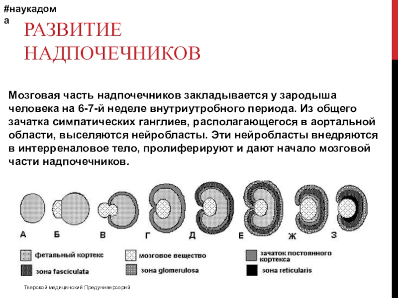 Надпочечники развиваются из. Развитие мозгового вещества надпочечников. Эмбриональное развитие надпочечников. Мозговое вещество надпочечников источник развития. Источники эмбрионального развития надпочечников.