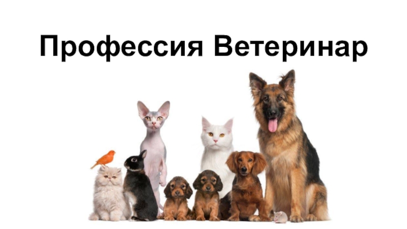 Презентация Профессия Ветеринар