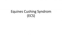 Equines Cushing Syndrom (ECS)
