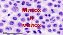 Митоз и мейоз