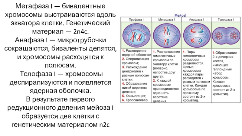 Мейоз анафаза 2 набор хромосом. Хромосомный набор в метафазе профазе анафазе митоза. Профаза метафаза анафаза телофаза набор хромосом. Анафаза 2 деления мейоза. Метафаза при 2n = 2.