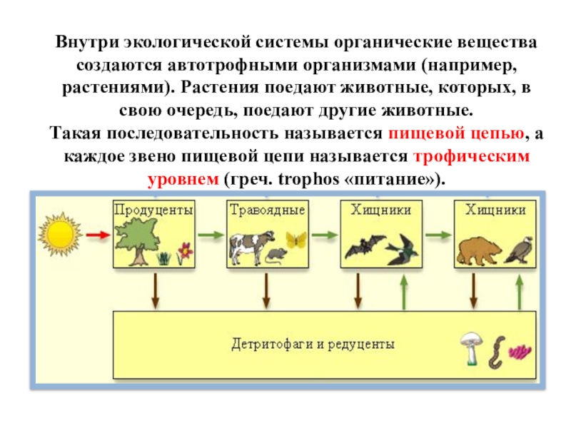 Презентация на тему круговорот веществ в природе 9 класс биология