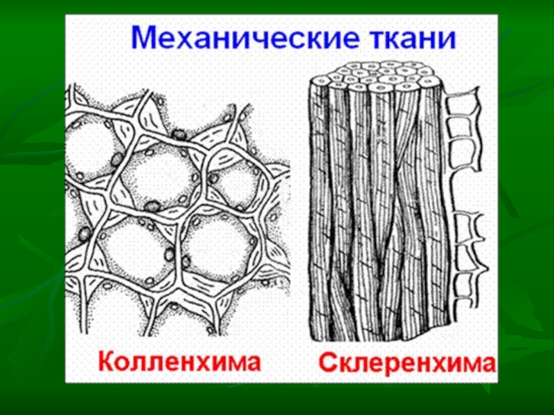 Какая механическая ткань. Строение механической ткани растений. Механическая ткань растений колленхима. Механическая ткань колленхима строение. Ткани растений колленхима склеренхима.