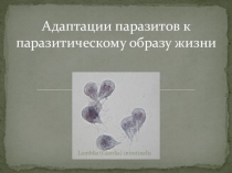Адаптации паразитов к паразитическому образу жизни