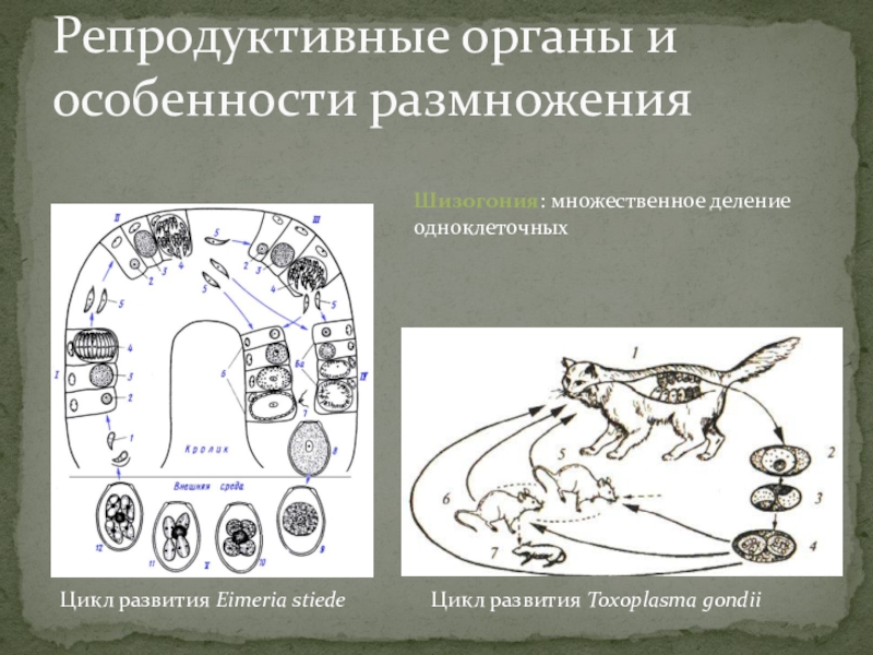 Циклы развития паразитических червей. Циклы развития животных. Цикл развития токсоплазмы. Шизогония особенности размножения.