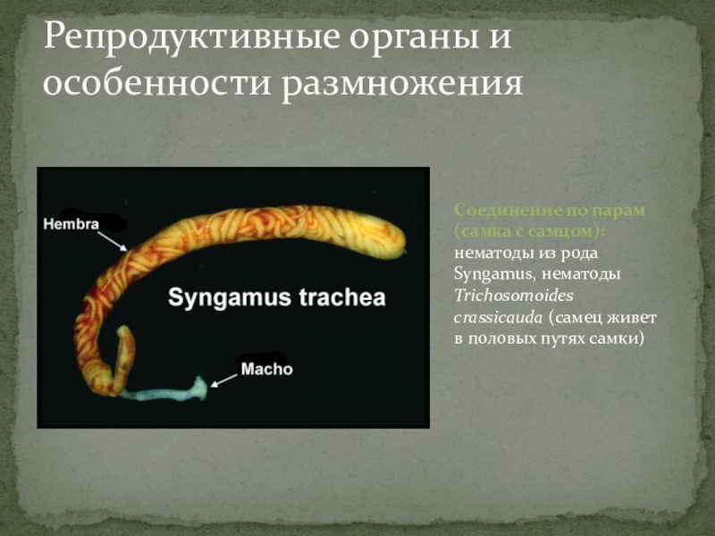 Паразитические приспособления. Адаптации паразитов к паразитическому образу жизни. Адаптации паразитов к их образу жизни. Иммунологические адаптации к паразитическому образу жизни. Условия адаптации паразитов к паразитическому образу жизни.