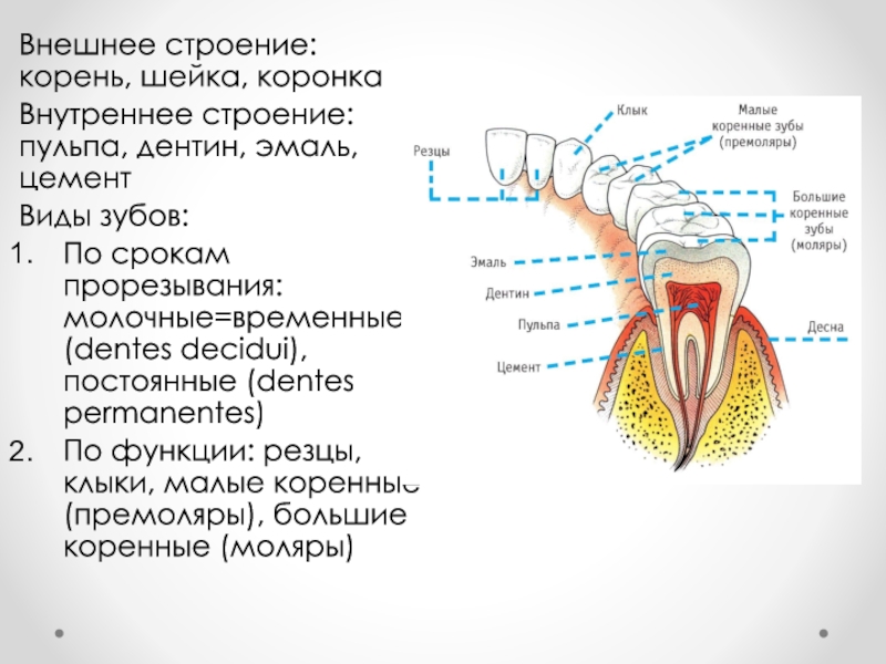 Особенность строения дентина какую функцию он выполняет. Внешнее строение зуба корень шейка коронка. Строение зуба эмаль дентин цемент пульпа. Строение дентина.