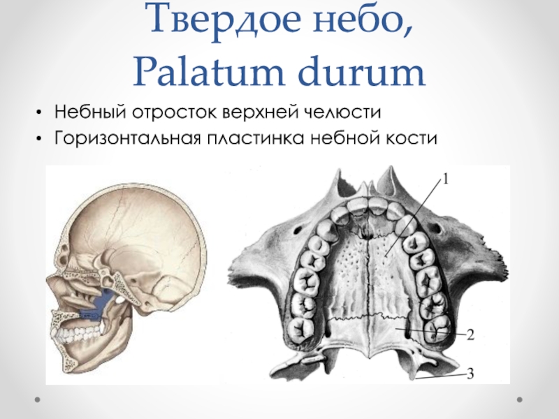 Твердая кость. Твёрдое небо сзади 1/3 образует кость-часть кости. Кости формирующие твердое небо. Небныф отргсток верчней челюсти. Небный отросток твердое небо.