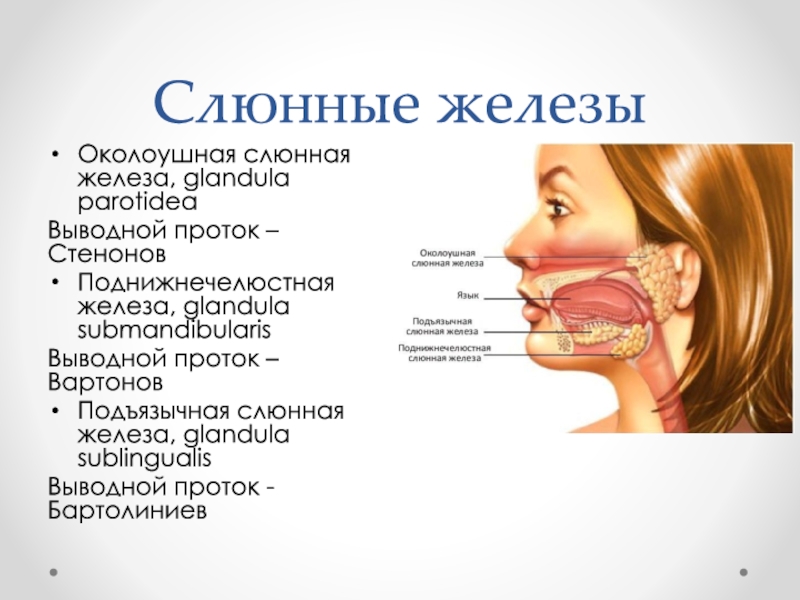 Слюнные железы картинка