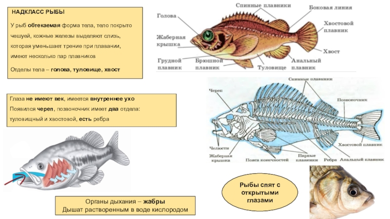 Какие отделы тела имеет рыба. Надкласс рыбы форма тела. Железы рыб. Кожные железы у рыб. Надкласс рыбы отделы тела.