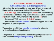 АС UTE VIR AL HEPATITIS B (VHB)
F. Hepadnaviridae, G. Orthohepadnavirus.
Virus