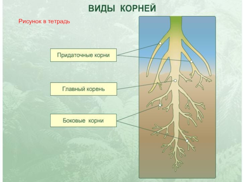 5 6 какой корень. Корень его строение и значение. Корень это в биологии. Корень его строение и значе. Презентация на тему корень.