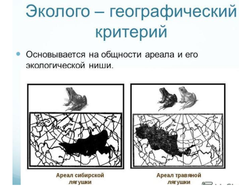 Географический критерий. Эколого-географический критерий вида. Экологигеографическин критериии вида. Эколого географический критерий примеры. Географический критерий вида.