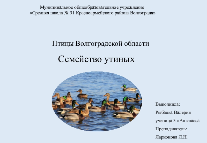 Муниципальное общеобразовательное учреждение
Средняя школа № 31