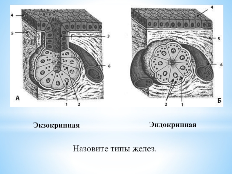 Экзокринная железа. Схема строения экзокринной железы. Железистый эпителий схема. Экзокринные и эндокринные железы схема. Железистый эпителий анатомия.