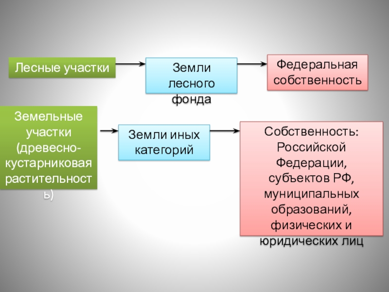 Лесное право презентация