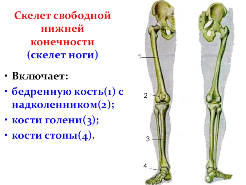 Картинки нижних конечностей. Скелет нижней конечности человека. Скелет кости нижней конечности скелет. Кости нижней конечности сбоку. Скелет свободной нижней конечности.