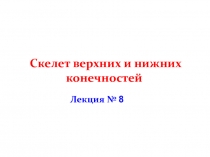 Скелет верхних и нижних конечностей