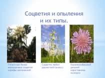 Соцветия и опыления
и их типы.
Гигантское белое верхушечное соцветие корифы