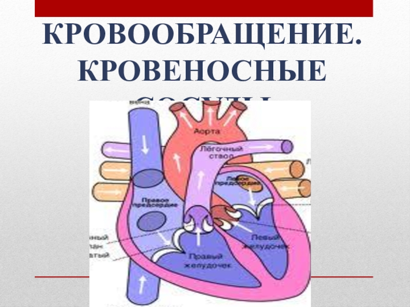 Кровообращение.
Кровеносные сосуды