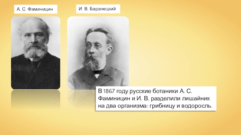 Два организм. Осип Васильевич Баранецкий. Фаминцын и Баранецкий. Фаминцын биография. Фаминицен и Баранецкий ученый лишайники.