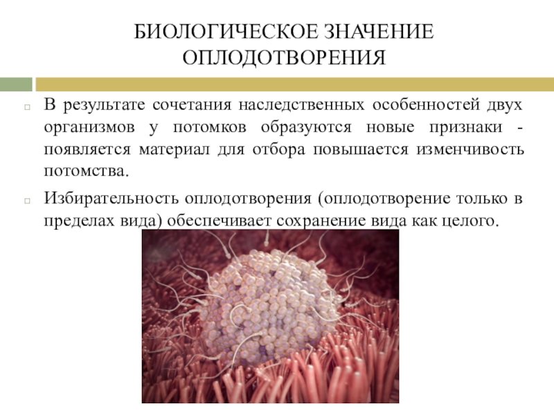 Значение оплодотворения. Биологические закономерности оплодотворения. Биологическая роль оплодотворения. Оплодотворение и его биологическое значение.