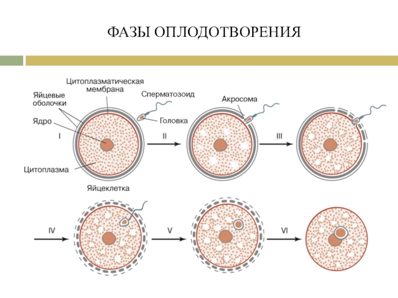 Оплодотворение это. Этапы оплодотворения яйцеклетки сперматозоидами. Процесс оплодотворения у животных. Процесс оплодотворения схема. Схема процесса оплодотворения человека.