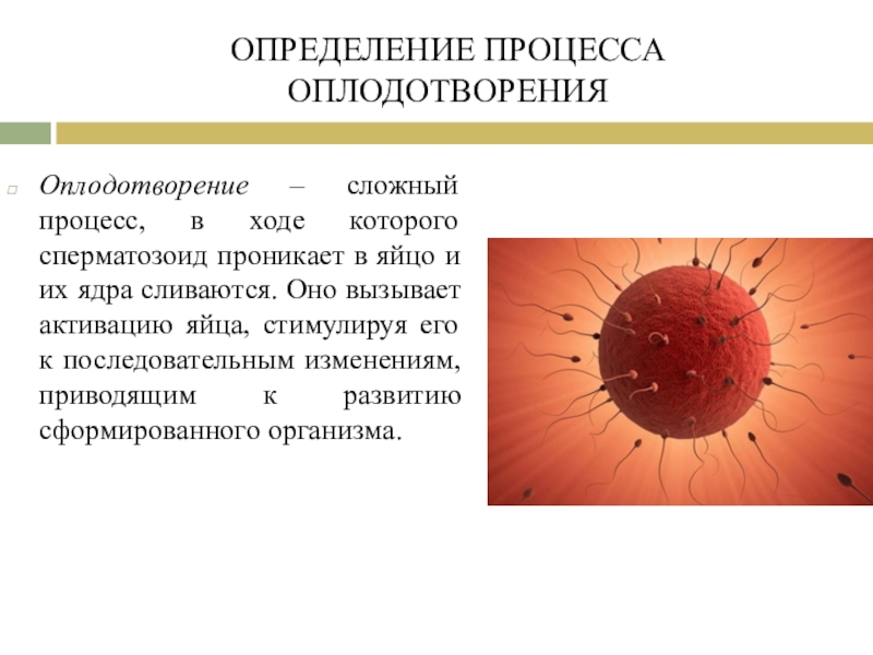 Процесс оплодотворения. Оплодотворение определение. Процесс оплодотворения презентация. Процесс оплодотворения женщины.