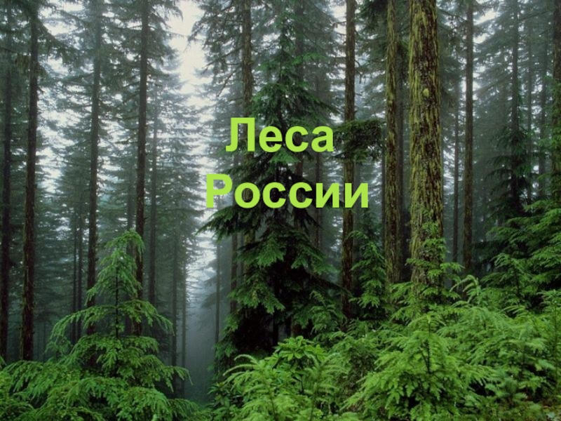 Леса
России