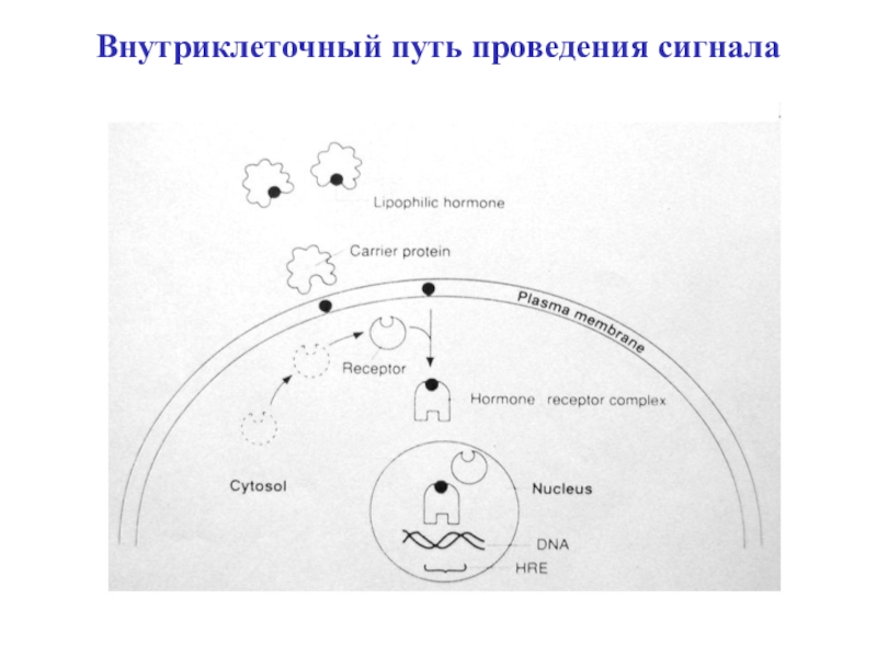 Путь проведения