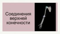 Соединения верхней конечности