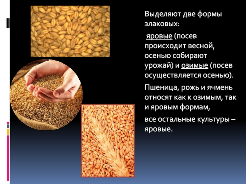 Озимая яровая отличия. Озимые и яровые зерновые культуры. Озимая и Яровая пшеница. Зерно Яровой пшеницы. Озимая и Яровая пшеница разница.