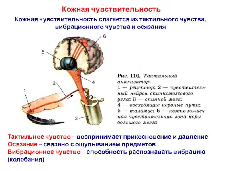 Тактильно мышечная чувствительность