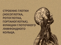 Строение глотки (носоглотка, ротоглотка, гортаноглотка). Функции глоточного