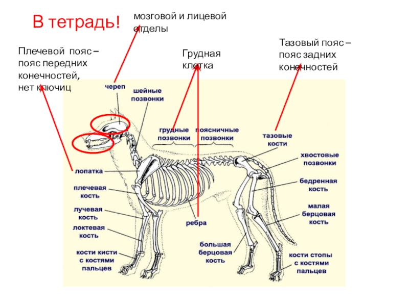 Скелет задних конечностей у млекопитающих. Кости пояса задних конечностей у млекопитающих. Пояс передних конечностей у млекопитающих. Пояс задних конечностей у млекопитающих. Пояс передних и задних конечностей у млекопитающих.