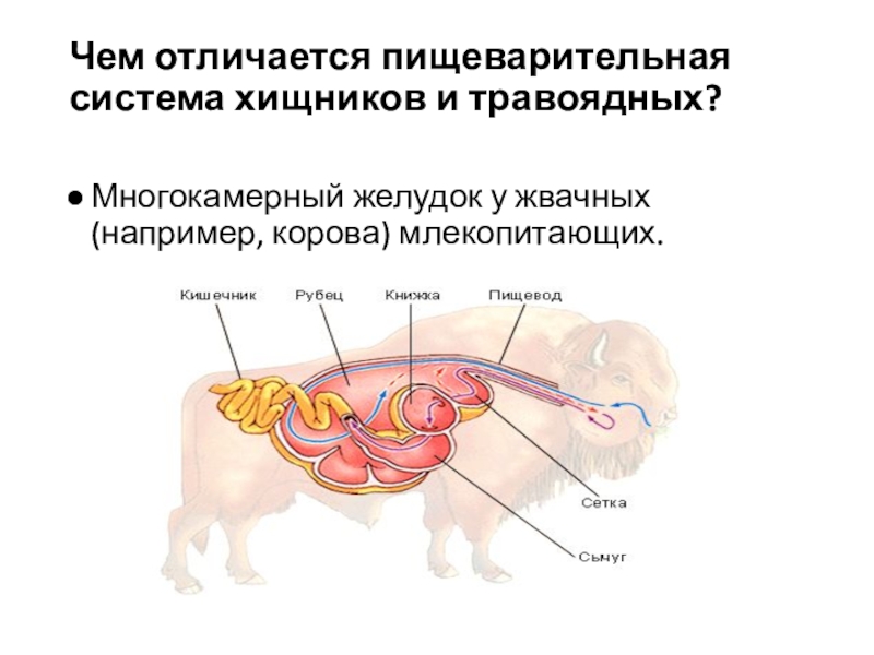 В желудке и кишечнике жвачных млекопитающих