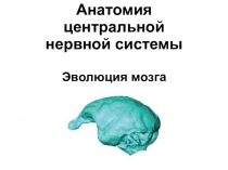 Анатомия центральной нервной системы Эволюция мозга