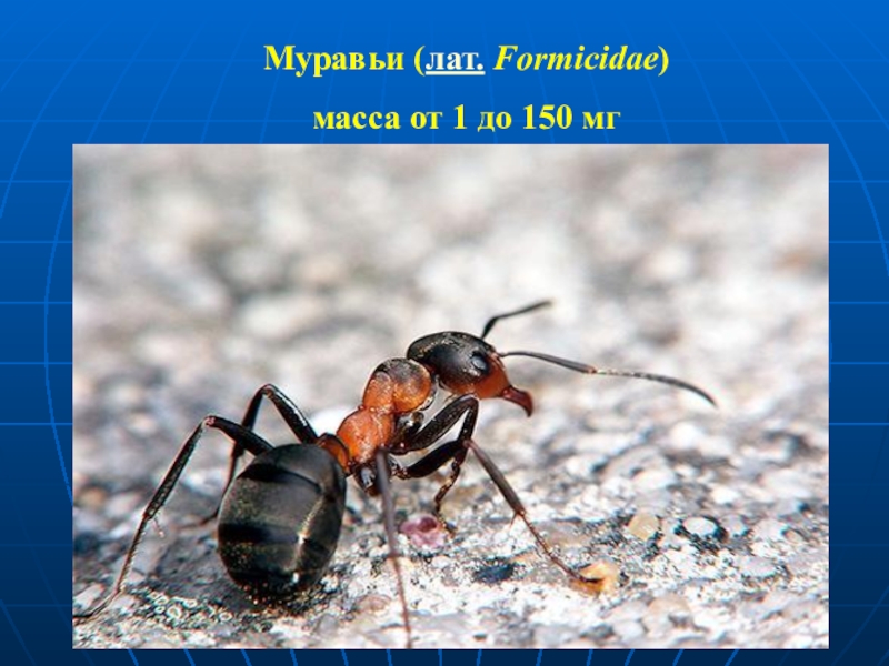 Муравьи ( лат.   Formicidae )
масса от 1 до 150 мг
