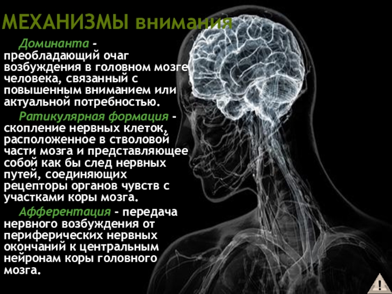 Что значит очаг в головном мозге. Доминанта в головном мозге. Очаг возбуждения в головном мозге. Возбуждение в коре головного мозга. Внимание мозг.