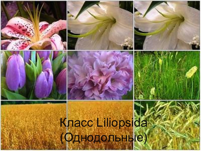 Класс Liliopsida ( Однодольные)