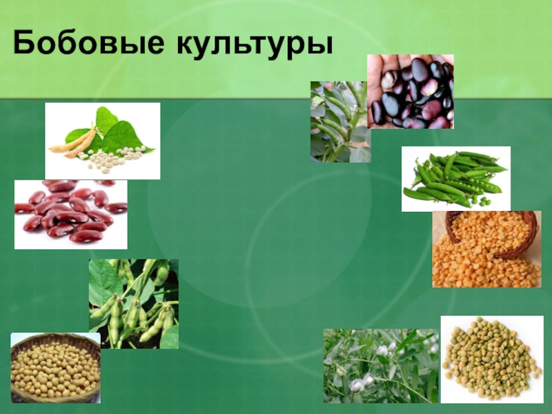 Бобовые культуры фото с названиями и описанием