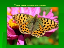 Такие удивительные насекомые