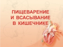 ПИЩЕВАРЕНИЕ
И ВСАСЫВАНИЕ
В КИШЕЧНИКЕ