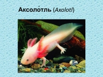 Аксоло́тль  ( Axolotl )
