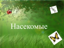 Насекомые