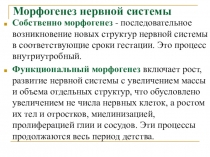 Морфогенез нервной системы
