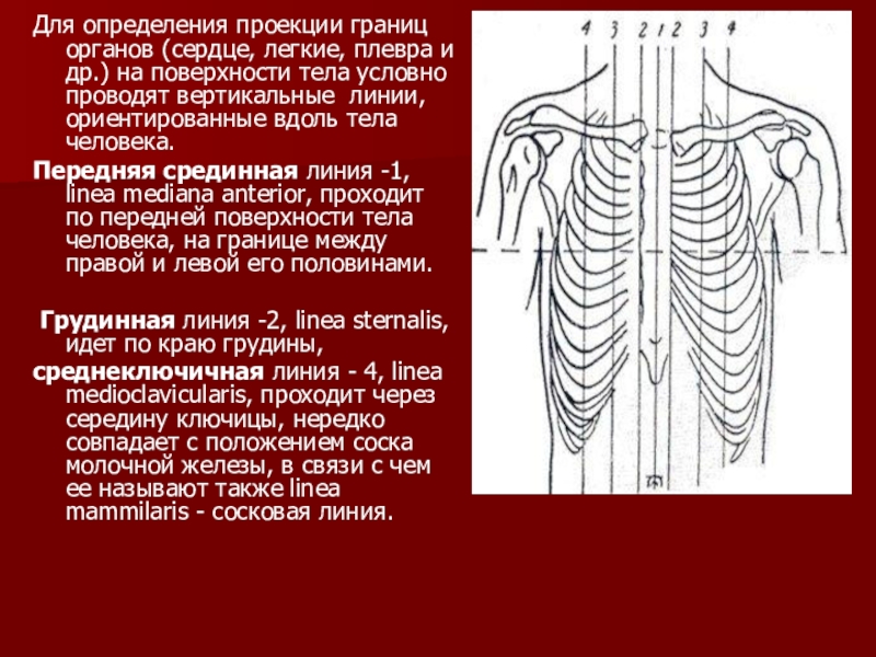 Поверхности тела человека. Линии тела человека анатомия. Линии туловища анатомия. Срединная линия тела. Линии условно проводимые на поверхности тела.