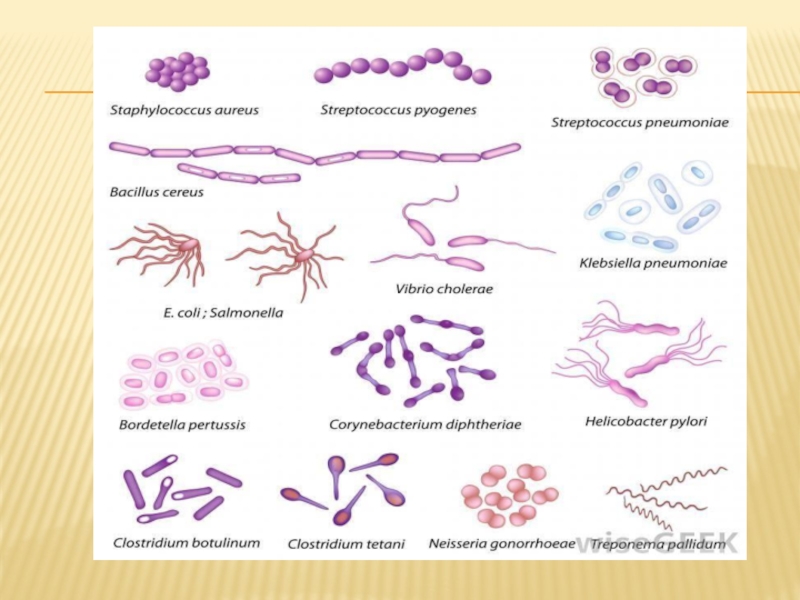 Виды и формы бактерий картинки